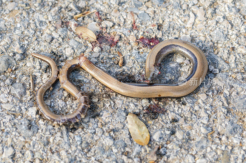 Chalcides striatus hit by a car- Berguedà province, near Barcelona's Pyrenees